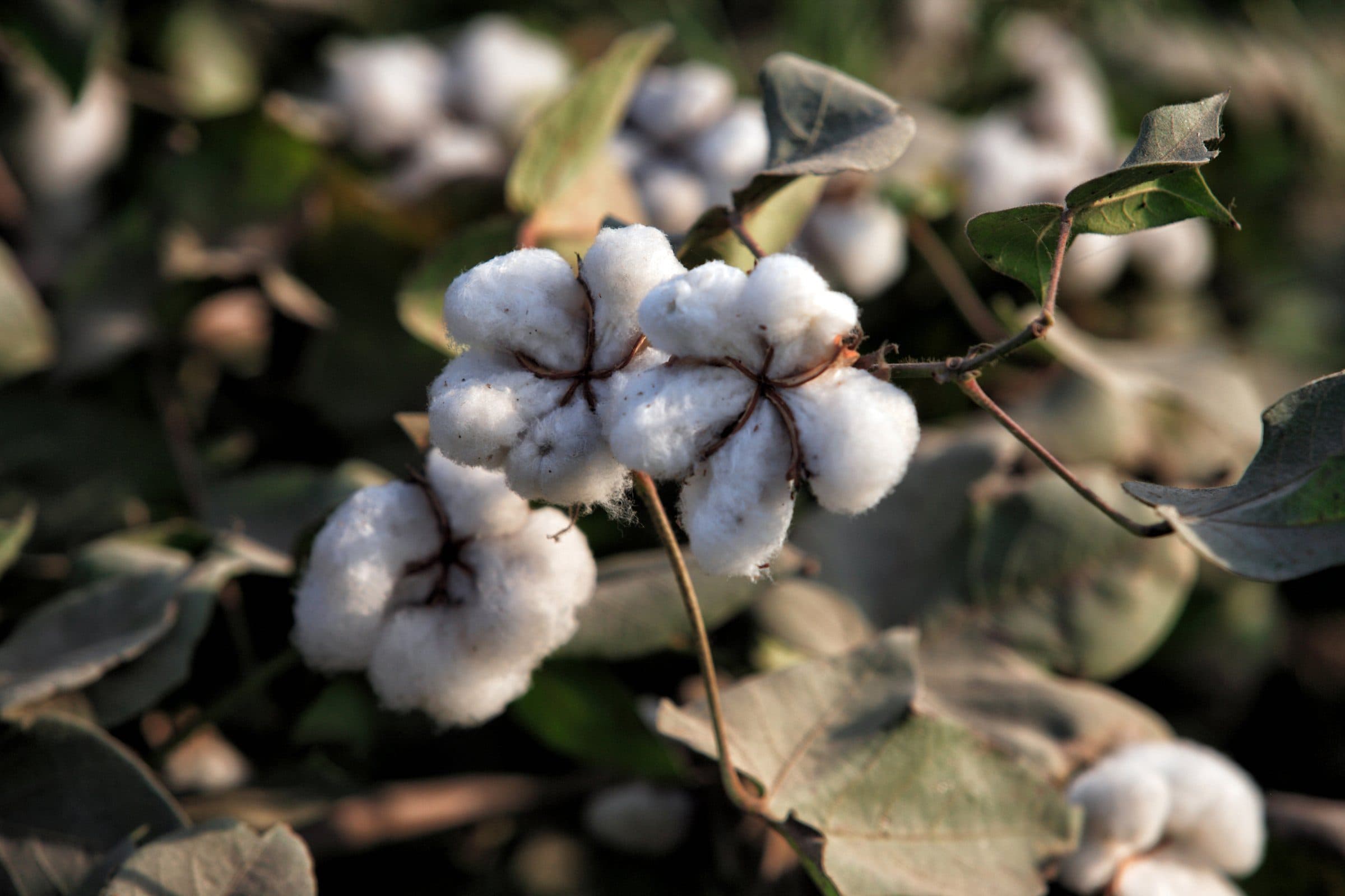 Cotton Ball