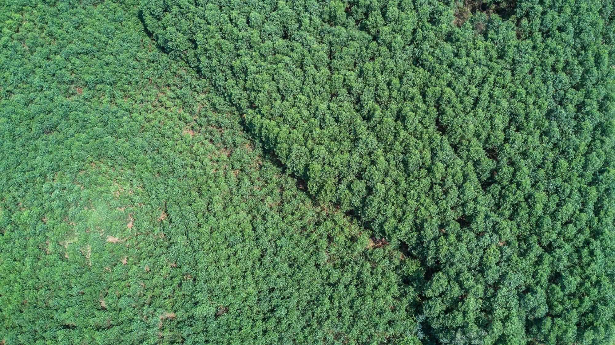 Acacia plantation seen from above